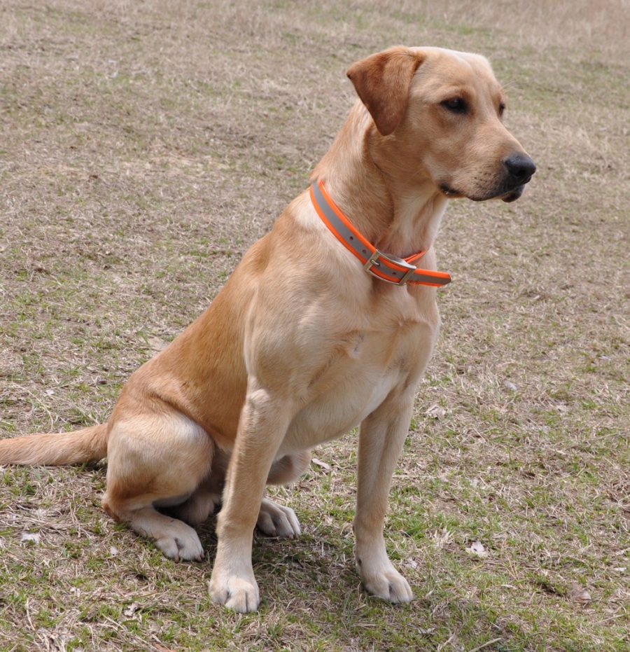 Iron Weed Labs Our Dogs